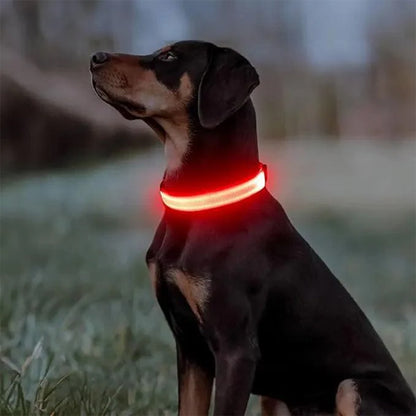 doberman de nuit dans un parc portant un collier lumineux pour chien led orange