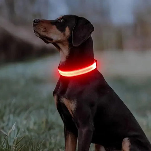 doberman de nuit dans un parc portant un collier lumineux pour chien led orange