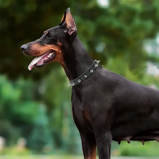 doberman noir de profil portant un collier pour chien en cuir pu cloute noir