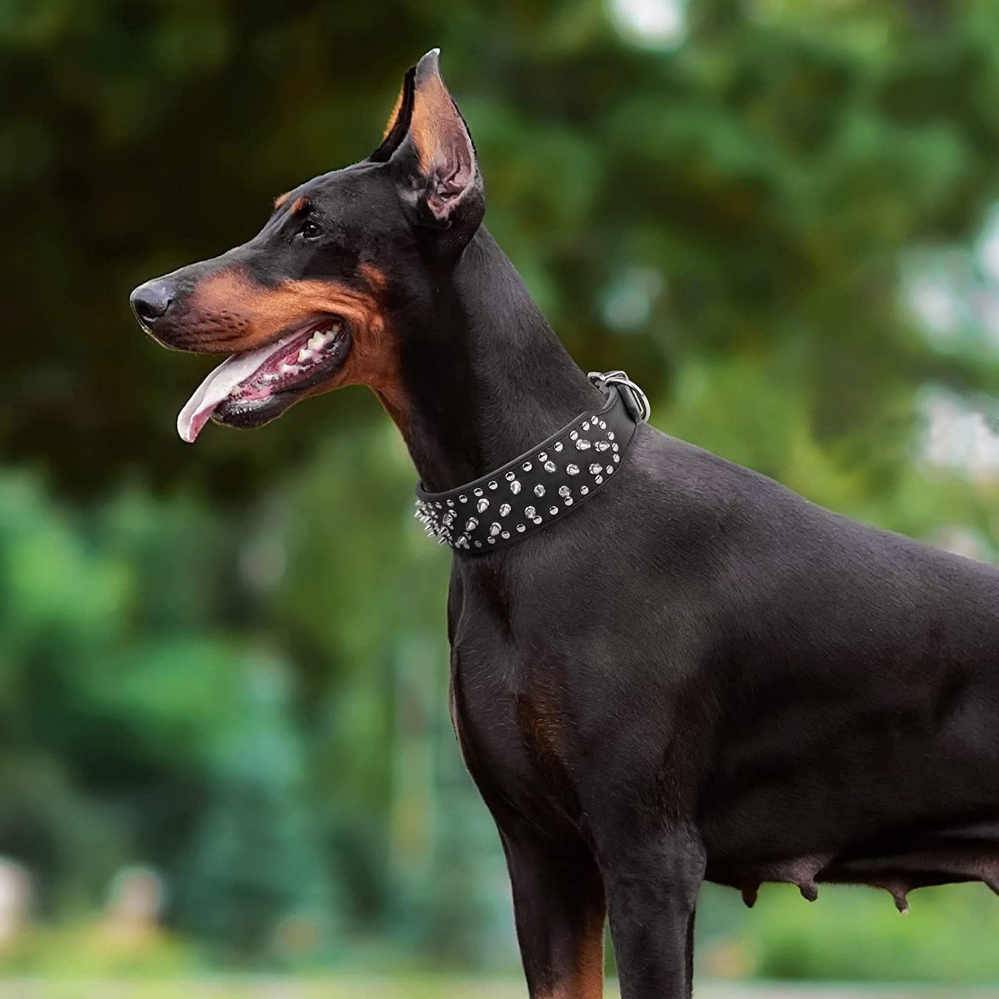 dobermann noir portant un collier chien a pointes noir cuir 