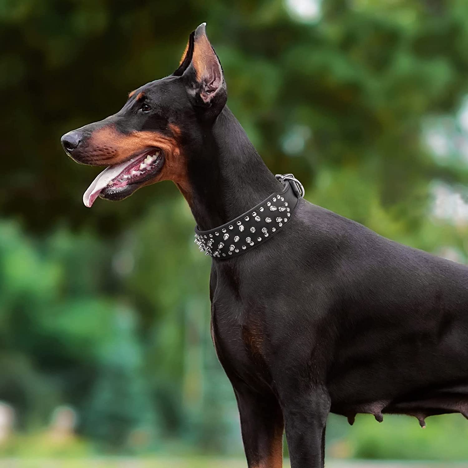dobermann noir portant un collier chien a pointes noir cuir 