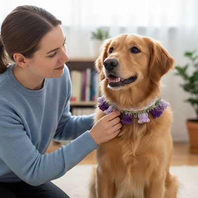 femme ajustant un collier pour chien crochet fleurs violettes sur golden retriever