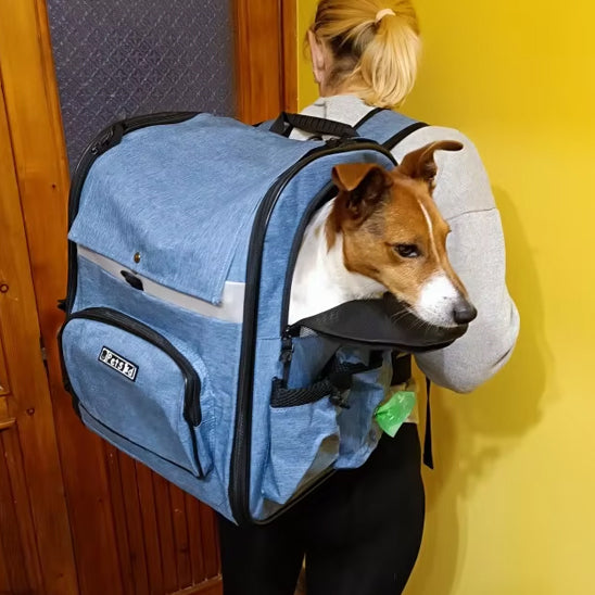 femme de dos jack russell dans sac de transport pour chien bleu double epaule