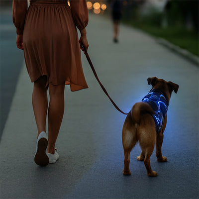 femme promenant son chien avec un harnais chien lumineux led bleu en soirée