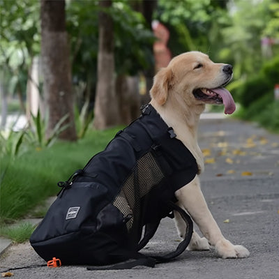 golden retriever assis sac a dos pour chien noir rue arbres