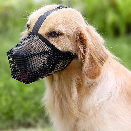 golden retriever avec museliere chien maille noir sangle reglable exterieur