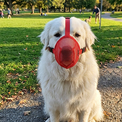 golden retriever blanc museliere chien maille rouge respirante parc