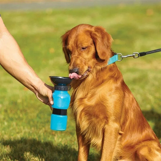 golden retriever parc gourde pour chien portable 500ml bleu clair bol eau laisse
