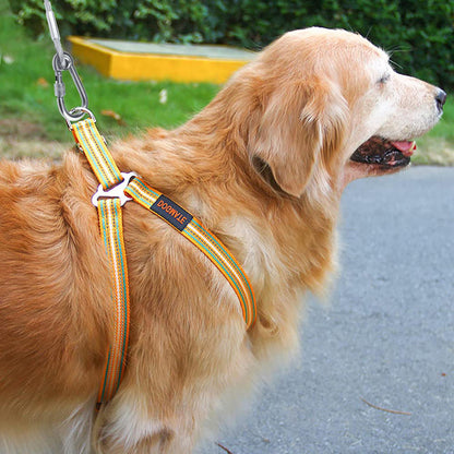 golden tenu par laisse cable pour chien