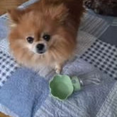 gourde chien vert spitz interieur couverture
