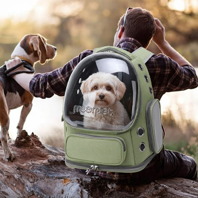 homme assis nature maltais beagle sac transport chien capsule vert