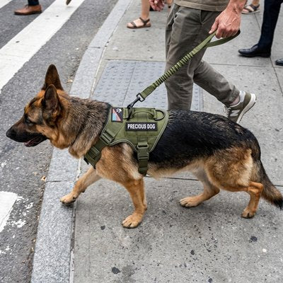homme marche avec berger allemand avec harnais chien vert armee