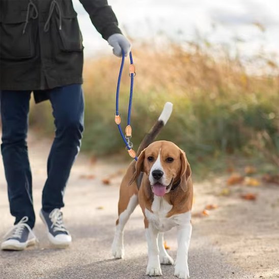 homme marche beagle avec laisse double pour chien bleu