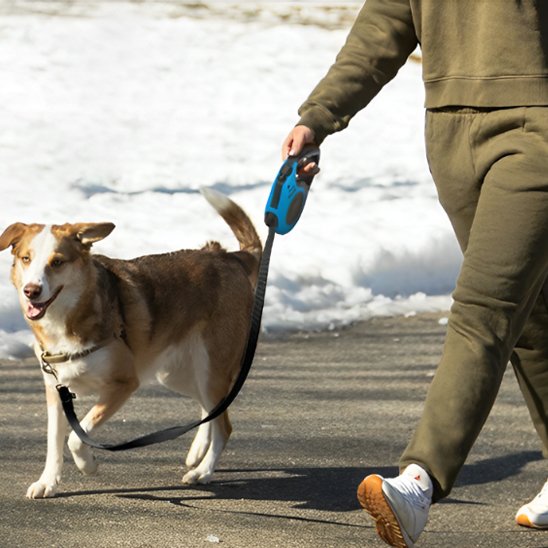 homme tenant chien avec laisse pour chien enrouleur