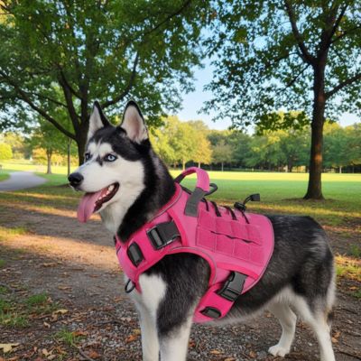 husky avec harnais chien tactique rose