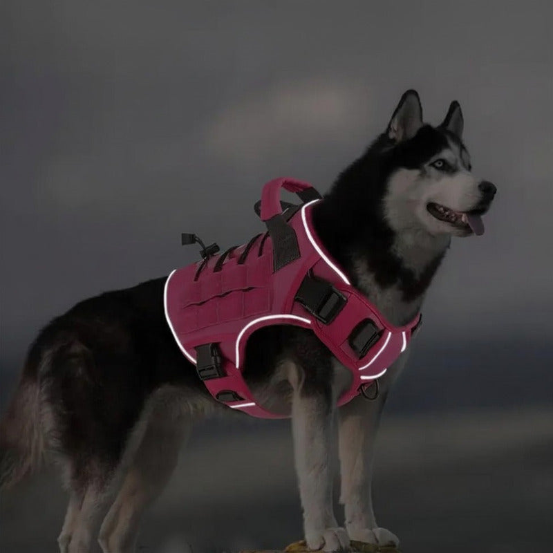 husky siberien avec harnais chien reflechissant rose fuchsia