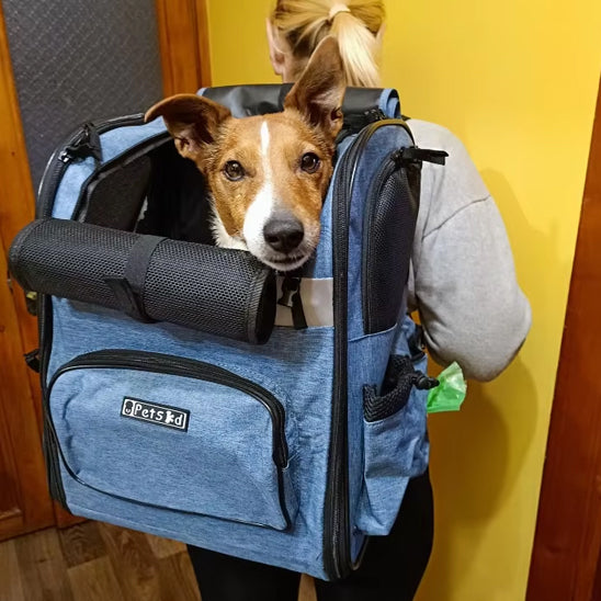 jack russell dans sac de transport pour chien bleu double epaule vue rapprochee