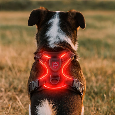 jack russell de dos dans un champ portant un harnais chien lumineux led rouge