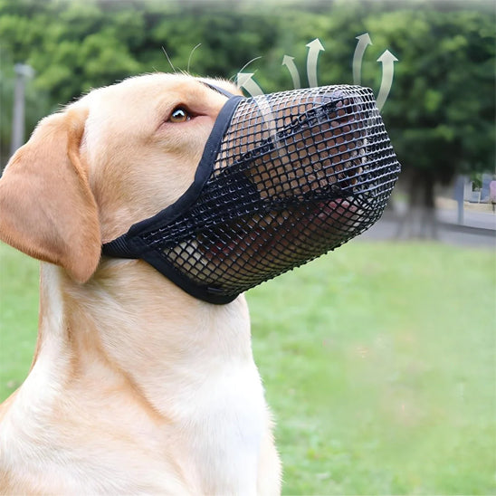 labrador beige avec museliere chien maille noir aeration exterieur