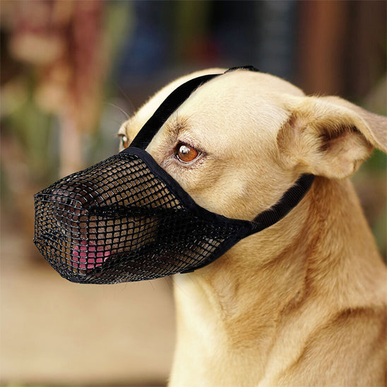 labrador beige avec museliere chien maille noir profil exterieur