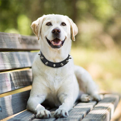 labrador blanc sur un banc portant un collier pour chien en cuir pu cloute noir