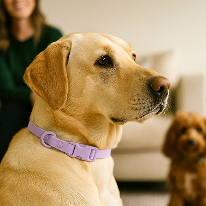 labrador collier chien impermeable violet