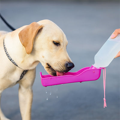 labrador creme rue gourde pour chien portable rose fushia bol integre main