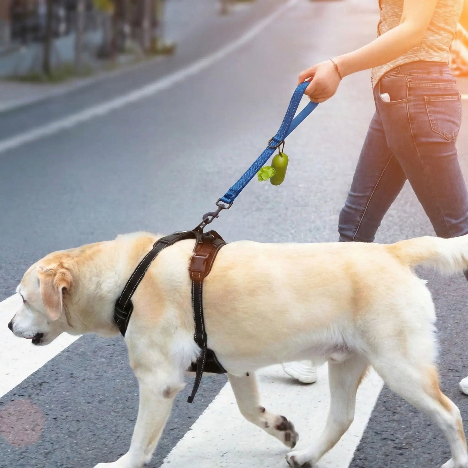 labrador marche avec dame laisse chien bleu