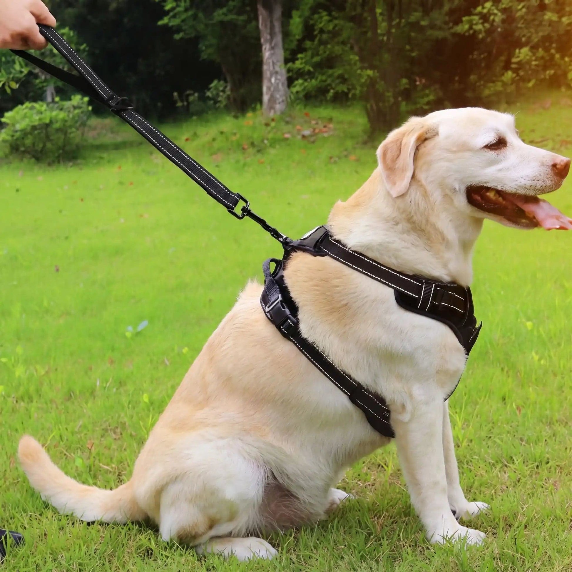 labrador tenu en laisse avec laisse chien