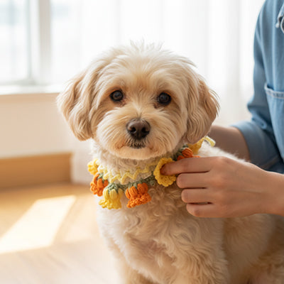 maltais blanc portant un collier pour chien crochet fleurs jaunes fait main