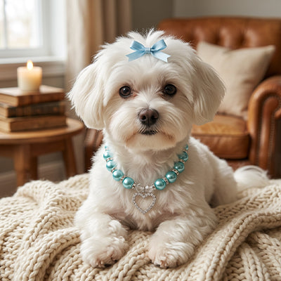maltais blanc sur canape avec collier pour chiot perles bleu
