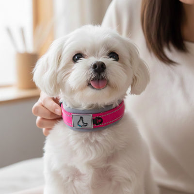 maltais portant un collier pour chien neoprene rose fushia en interieur