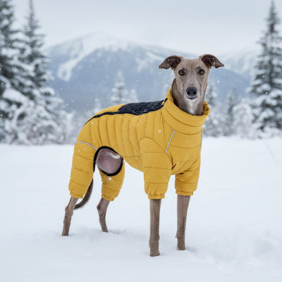 manteau pour chien 4 pattes jaune levrier neige montagne