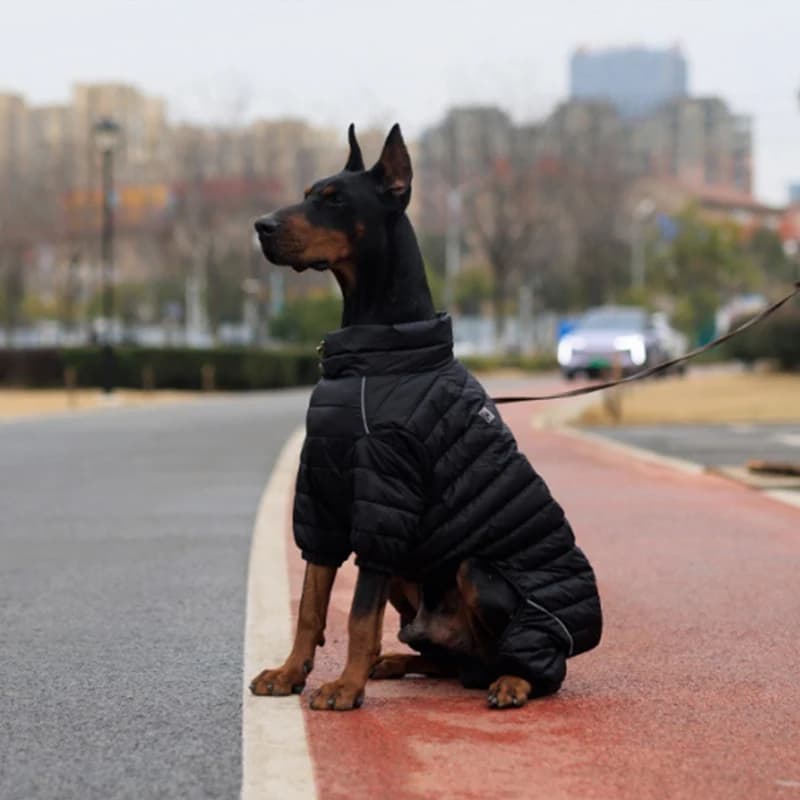 manteau pour chien 4 pattes noir doberman rue