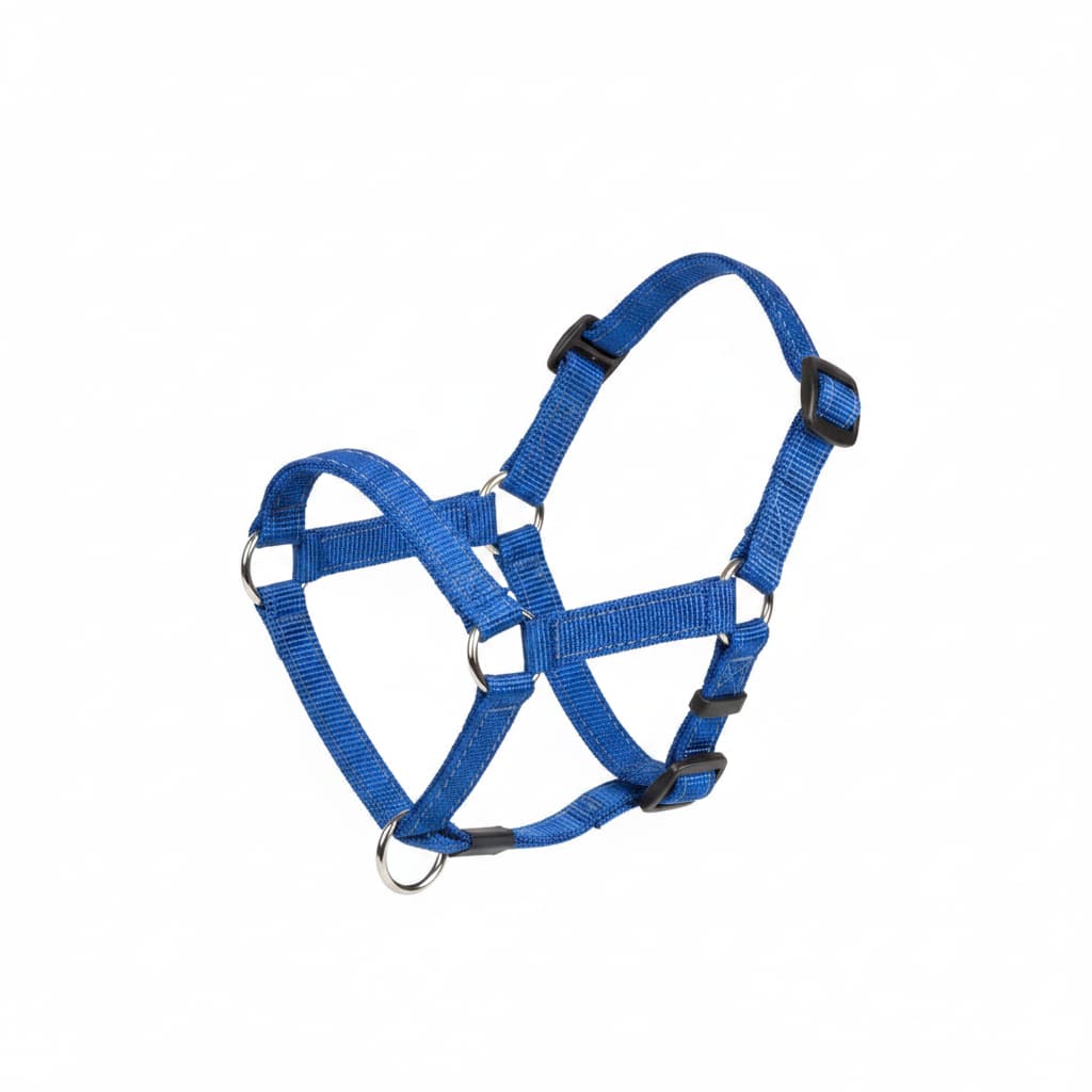museliere chien licou bleu fond blanc