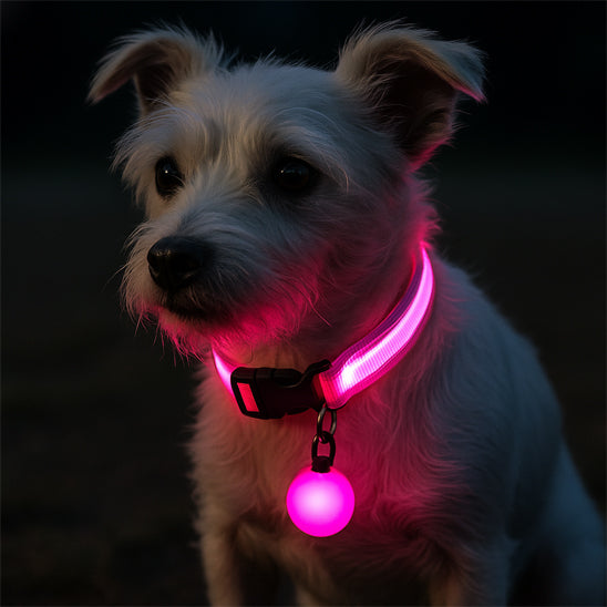 petit chien blanc de nuit portant un collier lumineux pour chien led rose 