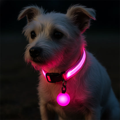 petit chien blanc de nuit portant un collier lumineux pour chien led rose 