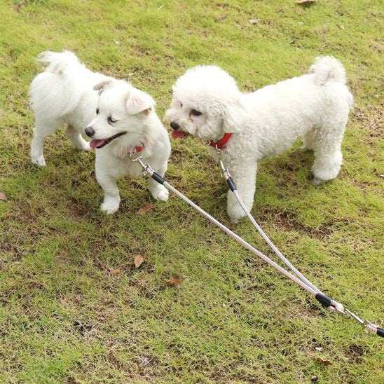petits chiens avec laisse double pour chien rose