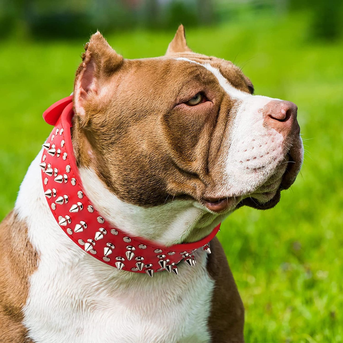 pitbull portant un collier chien a pointes rouge cloute en cuir 
