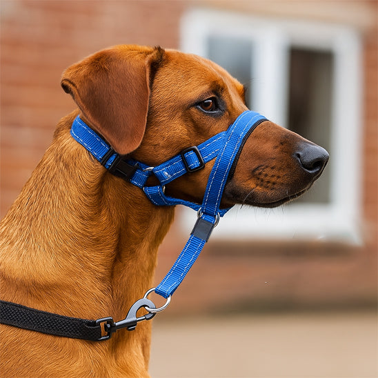 rhodesian ridgeback museliere chien licou bleu nylon reglable exterieur