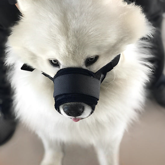 samoyede blanc avec museliere chien anti aboiement noire nylon face