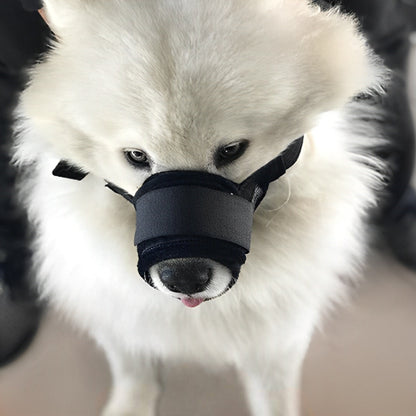 samoyede blanc avec museliere chien anti aboiement noire nylon face