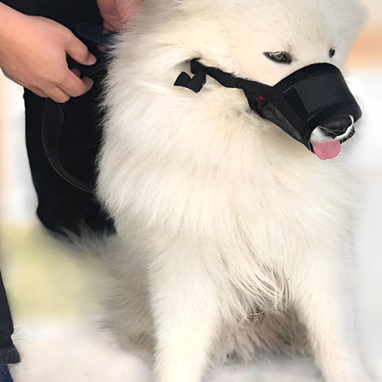 samoyede blanc avec museliere chien anti aboiement noire nylon sangle reglable