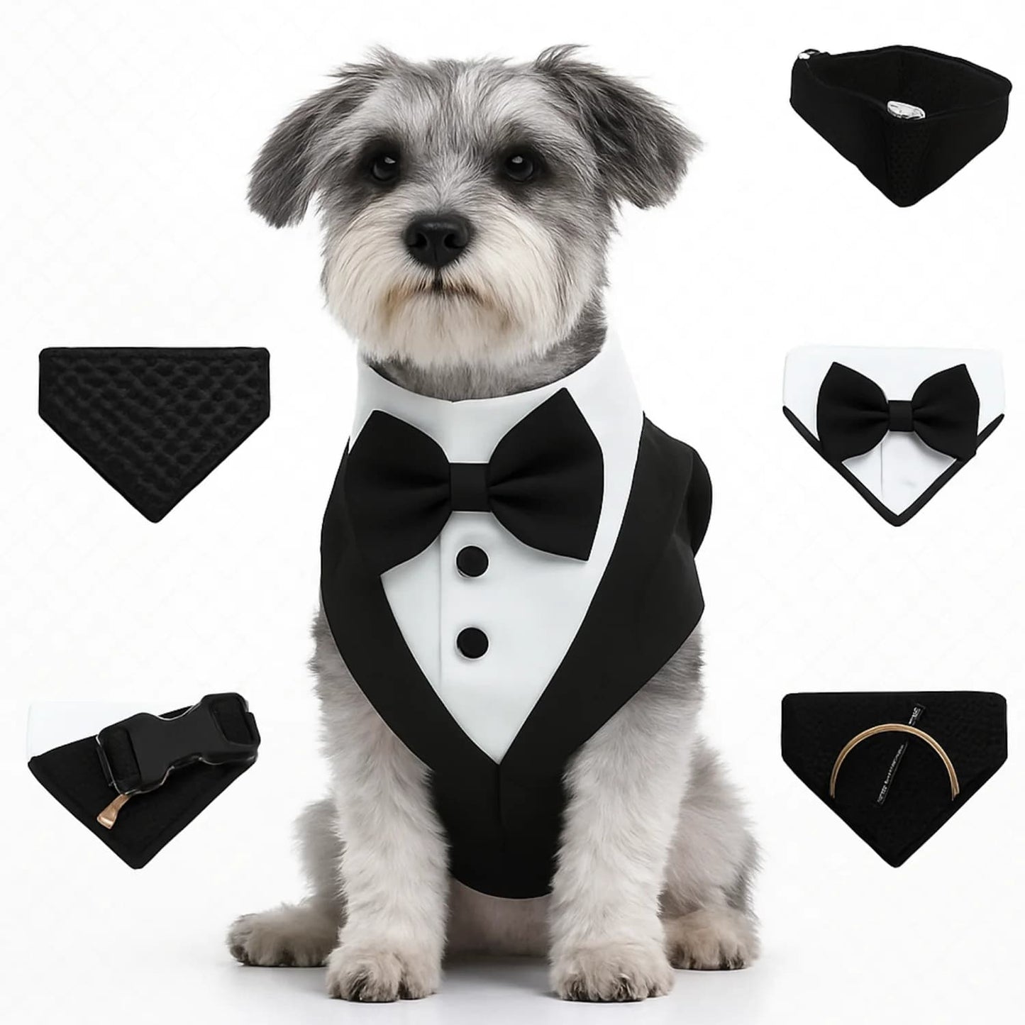 schnauzer harnais chien costume noir details accessoires fond blanc
