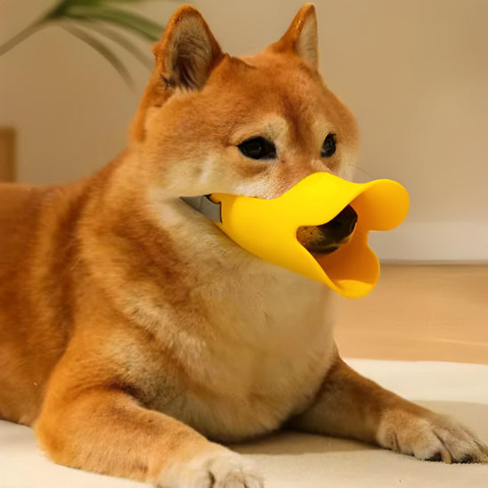 shiba inu avec museliere chien silicone jaune allonge sol interieur