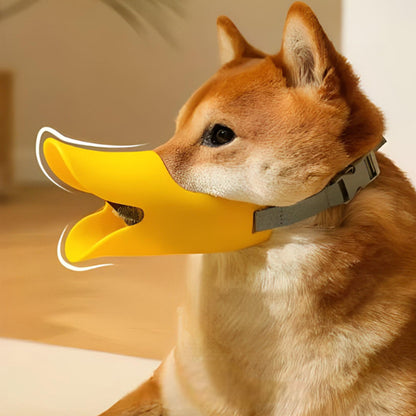 shiba inu avec museliere chien silicone jaune profil interieur lumiere naturelle