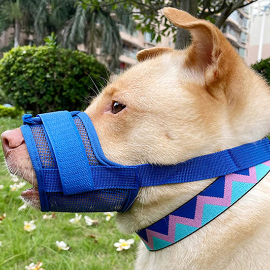 shiba inu roux avec museliere chien anti aboiement bleue filet nylon exterieur