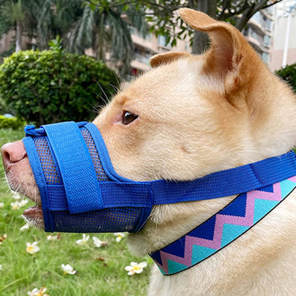 shiba inu roux avec museliere chien anti aboiement bleue filet nylon exterieur