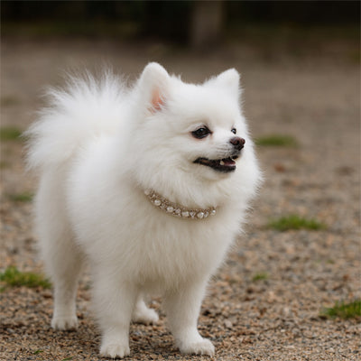 spitz blanc debout en extérieur portant un collier chien perles strass cristal
