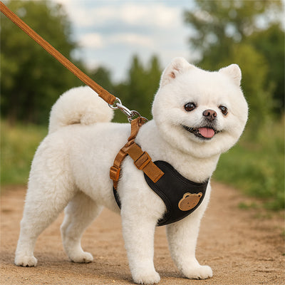 spitz harnais pour petit chien noir avec laisse